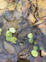 Hydrocotyle