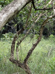 Vangueria madagascariensis