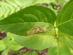 Aulagromyza orbitalis