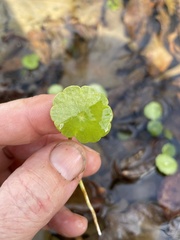 Hydrocotyle