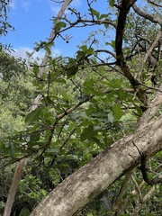 Vangueria madagascariensis