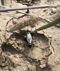 Teleogryllus infernalis