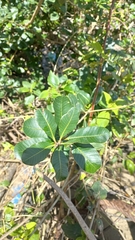 Lithraea brasiliensis