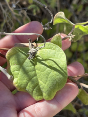 Gossypium davidsonii