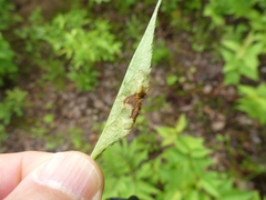 Aulagromyza orbitalis