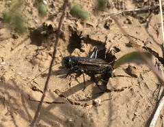 Teleogryllus infernalis