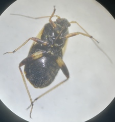 Polymerus