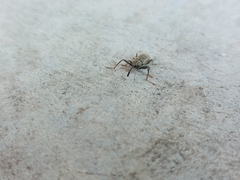 Dorytomus longimanus