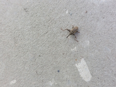 Dorytomus longimanus