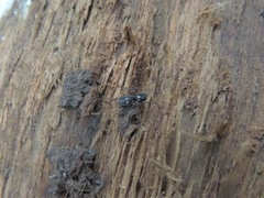 Nemastoma bimaculatum
