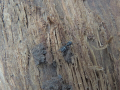 Nemastoma bimaculatum