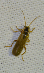 Cantharis decipiens