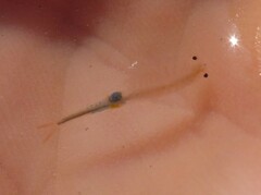 Branchipus schaefferi