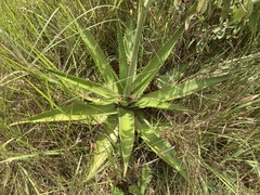Aloe simii
