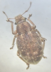 Strophosoma capitatum