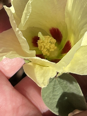 Gossypium davidsonii