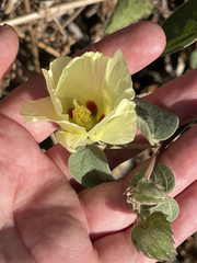 Gossypium davidsonii
