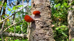 Auricularia auricula-judae