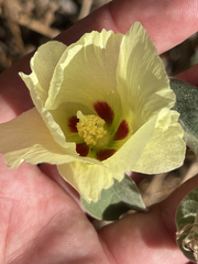 Gossypium davidsonii