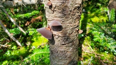 Auricularia auricula-judae
