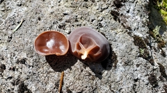 Auricularia auricula-judae