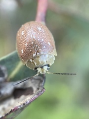 Paropsis aegrota