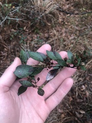 Lyonia ferruginea