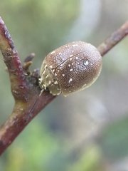 Paropsis aegrota