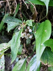 Rhynchotechum discolor