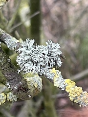 Ramalina fastigiata