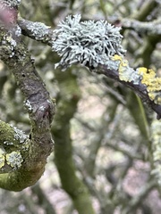 Ramalina fastigiata