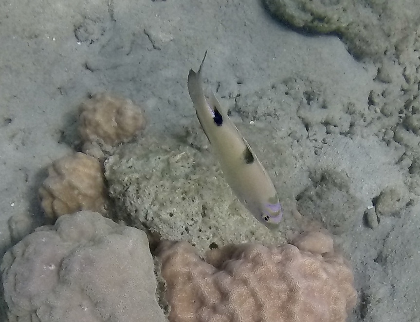 Two-barred Puller