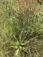 Aloe simii