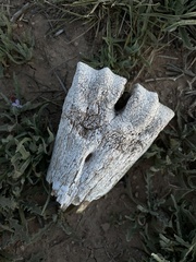 Equus asinus