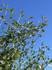 Bebbia atriplicifolia