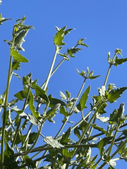 Bebbia atriplicifolia