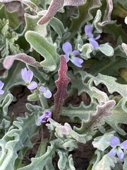 Matthiola parviflora