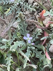 Matthiola parviflora