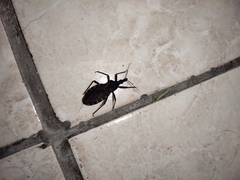 Triatoma