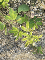 Cleome viscosa