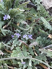 Matthiola parviflora