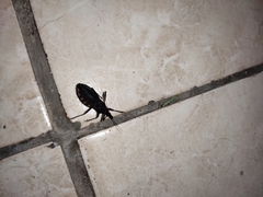 Triatoma