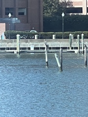 Pelecanus occidentalis