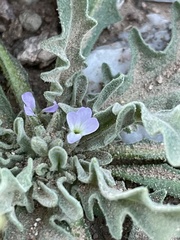 Matthiola parviflora