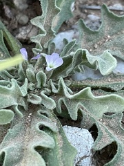 Matthiola parviflora
