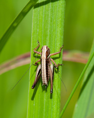 Metrioptera brachyptera
