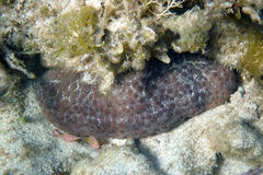 Australostichopus mollis