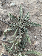 Matthiola parviflora