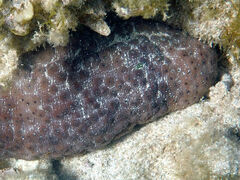 Australostichopus mollis