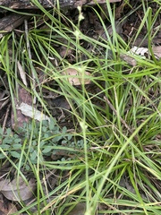 Carex spartea